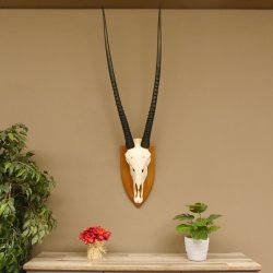 Órix (Oryx gazella) Longitud del cuerno: 92 cm Antílope Órix África Trofeo de cráneo Cuernos sueltos 88.3.102