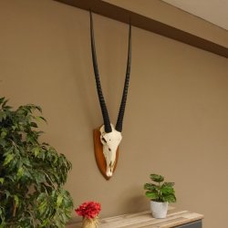 Órix (Oryx gazella) Longitud del cuerno: 92 cm Antílope Órix África Trofeo de cráneo Cuernos sueltos 88.3.102