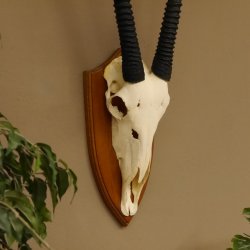 Órix (Oryx gazella) Longitud del cuerno: 92 cm Antílope Órix África Trofeo de cráneo Cuernos sueltos 88.3.102