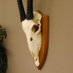 Órix (Oryx gazella) Longitud del cuerno: 92 cm Antílope Órix África Trofeo de cráneo Cuernos sueltos 88.3.102