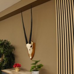 Órix (Oryx gazella) Longitud del cuerno: 92 cm Antílope Órix África Trofeo de cráneo Cuernos sueltos 88.3.102