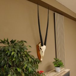 Órix (Oryx gazella) Longitud del cuerno: 92 cm Antílope Órix África Trofeo de cráneo Cuernos sueltos 88.3.102