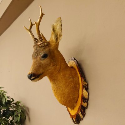 Rehbock Kopf Präparat Höhe 58 cm Geweih Reh Baumscheibe Kopfpräparat