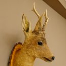Rehbock Kopf Präparat Höhe 58 cm Geweih Reh Baumscheibe Kopfpräparat