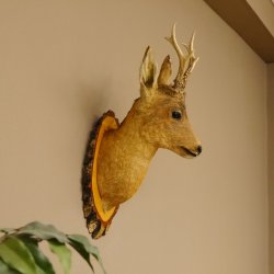 Rehbock Kopf Präparat Höhe 58 cm Geweih Reh Baumscheibe Kopfpräparat