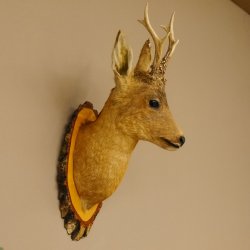 Rehbock Kopf Präparat Höhe 58 cm Geweih Reh Baumscheibe Kopfpräparat