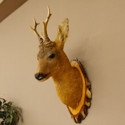 Rehbock Kopf Präparat Höhe 58 cm Geweih Reh Baumscheibe Kopfpräparat
