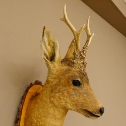 Rehbock Kopf Präparat Höhe 58 cm Geweih Reh Baumscheibe Kopfpräparat