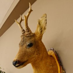 Rehbock Kopf Präparat Höhe 58 cm Geweih Reh Baumscheibe Kopfpräparat