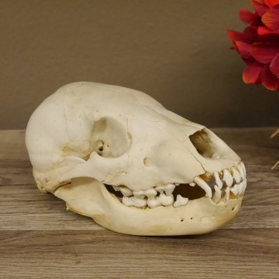 Braunbär Schädel Jungtier - black bear skull -  mit VMG / HKN 62.100.24
