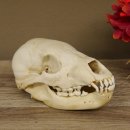 Braunbär Schädel Jungtier - black bear skull -  mit VMG / HKN 62.100.24