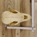 Braunbär Schädel Jungtier - black bear skull -  mit VMG / HKN 62.100.24