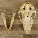 Braunbär Schädel Jungtier - black bear skull -  mit VMG / HKN 62.100.24