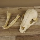 Braunbär Schädel Jungtier - black bear skull -  mit VMG / HKN 62.100.24