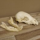 Braunbär Schädel Jungtier - black bear skull -  mit VMG / HKN 62.100.24