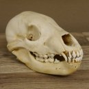 Braunbär Schädel Jungtier - black bear skull -  mit VMG / HKN 62.100.24