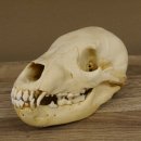 Braunbär Schädel Jungtier - black bear skull -  mit VMG / HKN 62.100.24