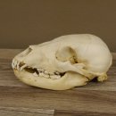 Braunbär Schädel Jungtier - black bear skull -  mit VMG / HKN 62.100.24