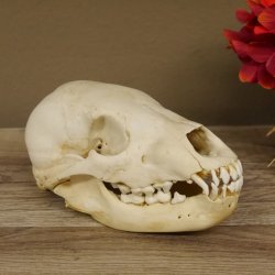 Braunbär Schädel Jungtier - black bear skull -  mit VMG / HKN 62.100.24