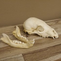 Braunbär Schädel Jungtier - black bear skull -  mit VMG / HKN 62.100.24