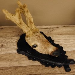 Bastbock mit Schnauze Bast Rehbock Kopf Präparat Geweih Reh Kopfpräparat