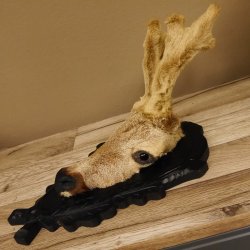Bastbock mit Schnauze Bast Rehbock Kopf Präparat Geweih Reh Kopfpräparat