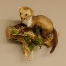 Steinmarder junger Marder Jungtier Präparat Höhe 32 cm Tierpräparat 89.5.186