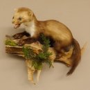 Steinmarder junger Marder Jungtier Präparat Höhe 32 cm Tierpräparat 89.5.186