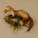 Steinmarder junger Marder Jungtier Präparat Höhe 32 cm Tierpräparat 89.5.186