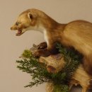Steinmarder junger Marder Jungtier Präparat Höhe 32 cm Tierpräparat 89.5.186