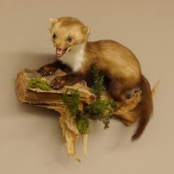 Steinmarder junger Marder Jungtier Präparat Höhe 32 cm Tierpräparat 89.5.186