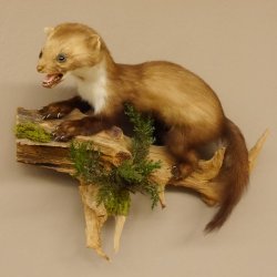 Steinmarder junger Marder Jungtier Präparat Höhe 32 cm Tierpräparat 89.5.186