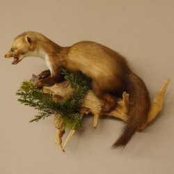 Steinmarder junger Marder Jungtier Präparat Höhe 32 cm Tierpräparat 89.5.186