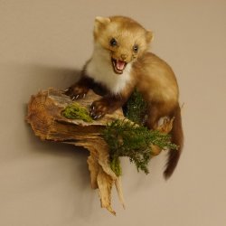 Steinmarder junger Marder Jungtier Präparat Höhe 32 cm Tierpräparat 89.5.186