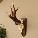 Rekord Gehörn Kopie "Marton Vasar" + Medaille Rehgeweih Rehbock Reh
