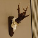 Rekord Gehörn Kopie "Marton Vasar" + Medaille Rehgeweih Rehbock Reh