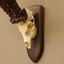 Rekord Gehörn Kopie "Marton Vasar" + Medaille Rehgeweih Rehbock Reh