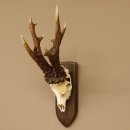 Rekord Gehörn Kopie "Marton Vasar" + Medaille Rehgeweih Rehbock Reh