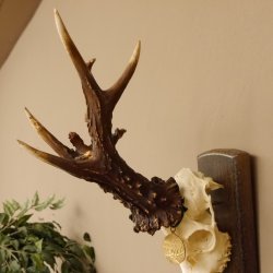 Rekord Gehörn Kopie "Marton Vasar" + Medaille Rehgeweih Rehbock Reh