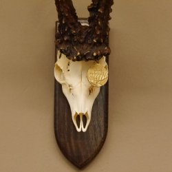 Rekord Gehörn Kopie "Marton Vasar" + Medaille Rehgeweih Rehbock Reh
