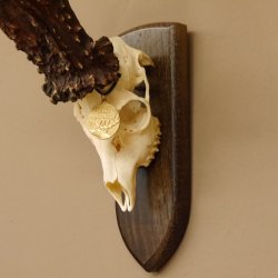 Rekord Gehörn Kopie "Marton Vasar" + Medaille Rehgeweih Rehbock Reh