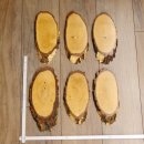 6 large birch shields, used, AF 21 cm, trophy shield set 51.10.15