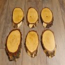 6 large birch shields, used, AF 21 cm, trophy shield set 51.10.15