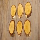 6 large birch shields, used, AF 21 cm, trophy shield set 51.10.15
