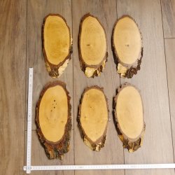 6 large birch shields, used, AF 21 cm, trophy shield set 51.10.15