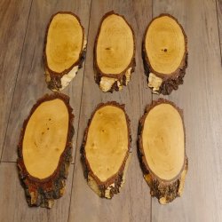 6 large birch shields, used, AF 21 cm, trophy shield set 51.10.15