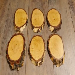 6 large birch shields, used, AF 21 cm, trophy shield set 51.10.15