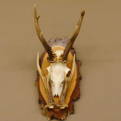Rehgeweih original Abwurfstange Reh Geweih Gehörn Rehbock Trophäe auf Birkeschild 606.123