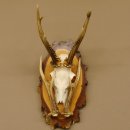 Rehgeweih original Abwurfstange Reh Geweih Gehörn Rehbock Trophäe auf Birkeschild 606.123