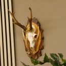 Rehgeweih original Abwurfstange Reh Geweih Gehörn Rehbock Trophäe auf Birkeschild 606.123